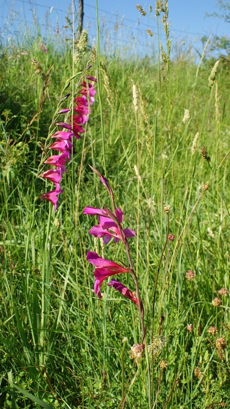 gladiolo selvatico - Gladiolus cfr. byzanthinus