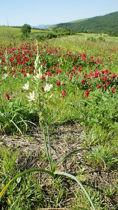 Loncomelos brevistylus (=Ornithogalum pyramidale )