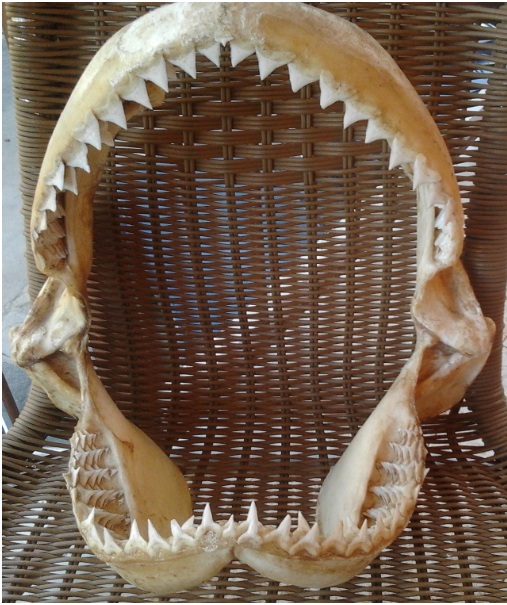 pulizia e conservazione di una bocca di squalo