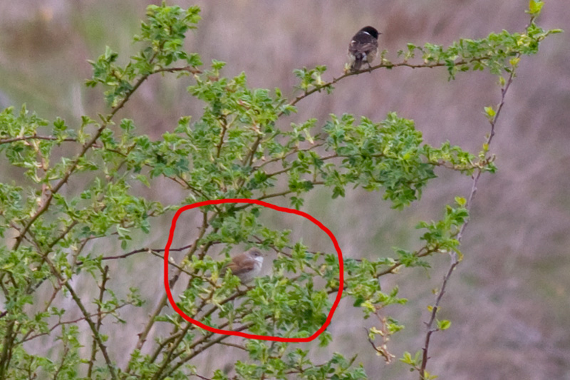 Aiuto identificazione!