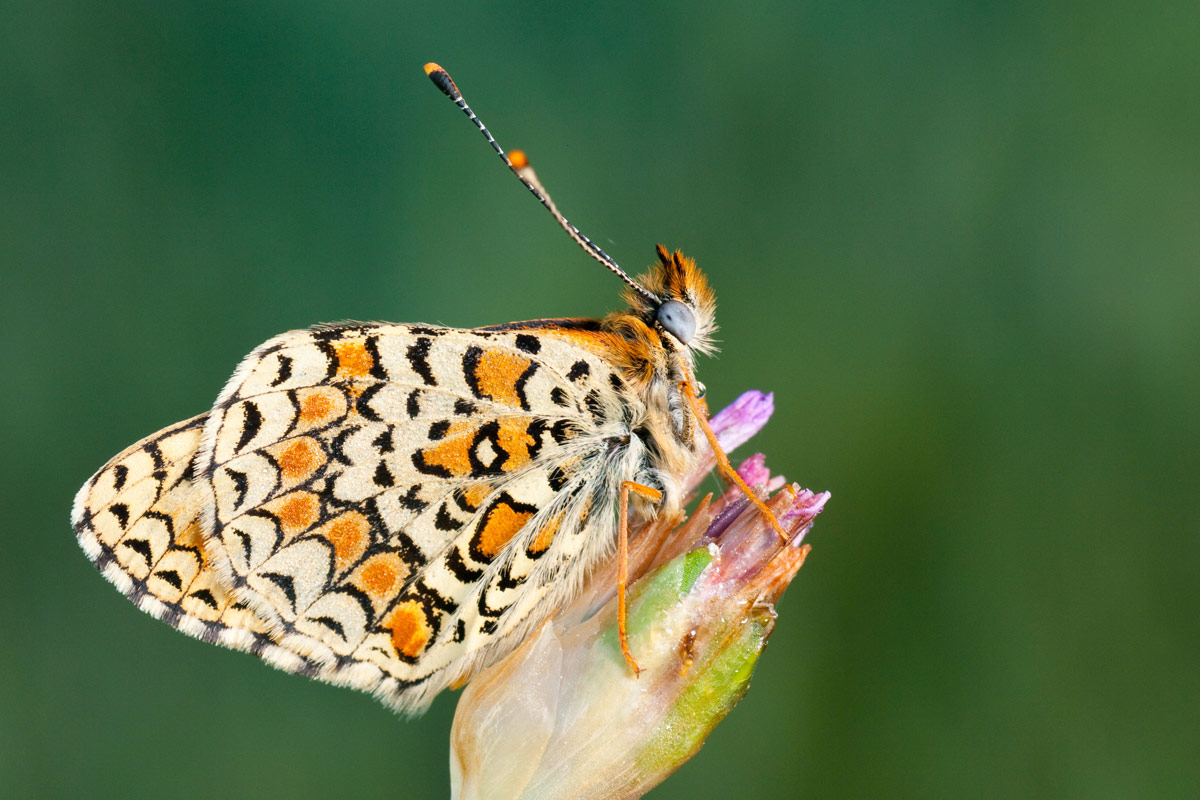 Melitaea phoebe?