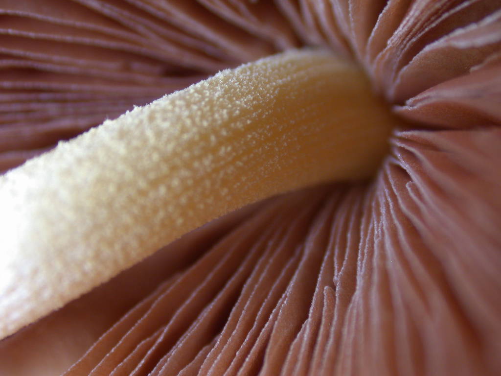 Pi� di cosi... QUIZ