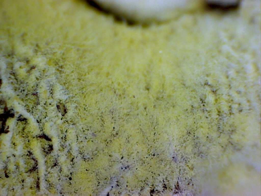 Un quiz tira l''altro.