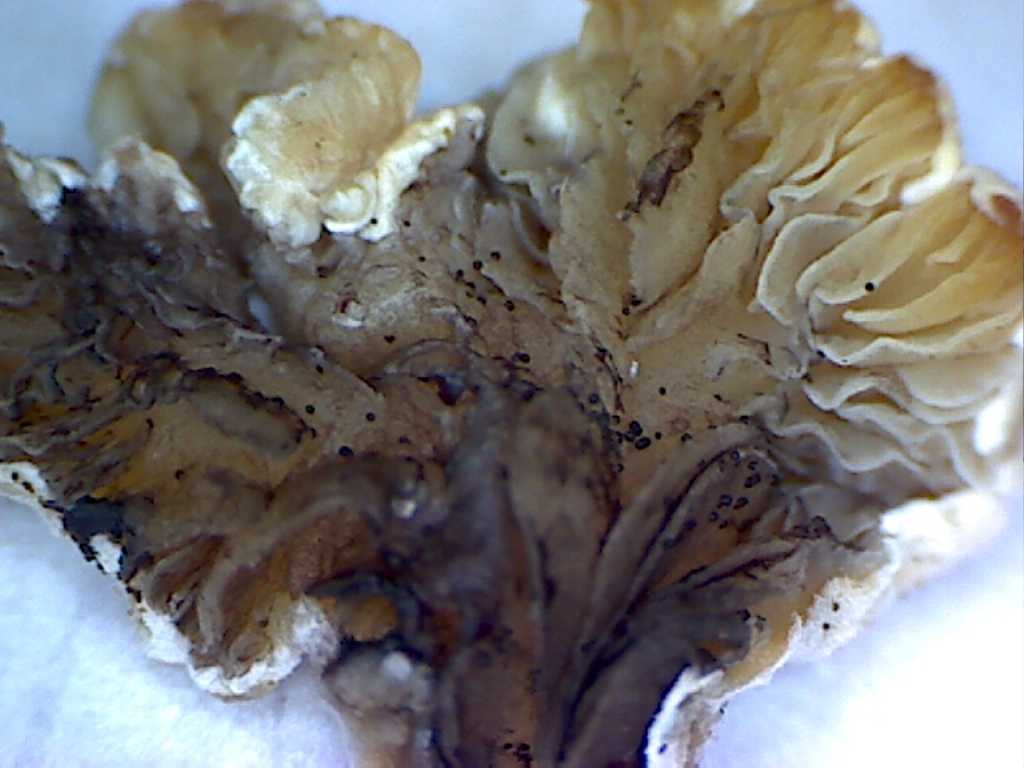 In un vaso di fiore... Quiz