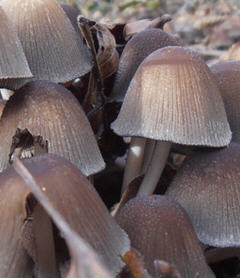 Ritrovamenti.. qualcuno sa dirmi qualcosa a riguardo?