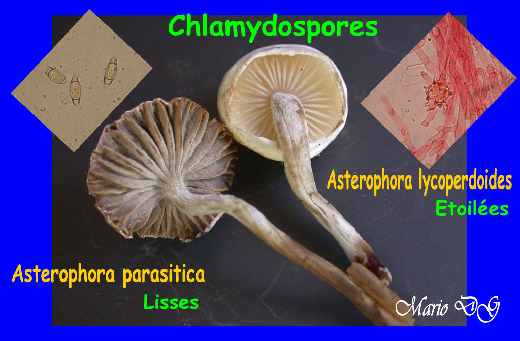 Sar� facile ....  ???   Quizzzz