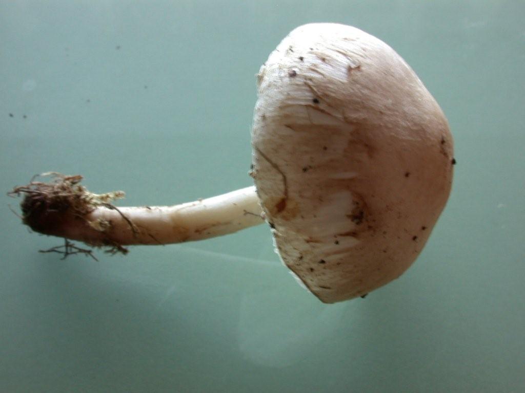 Lepiota alba