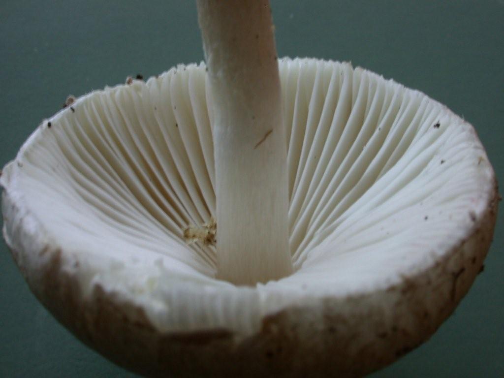 Lepiota alba