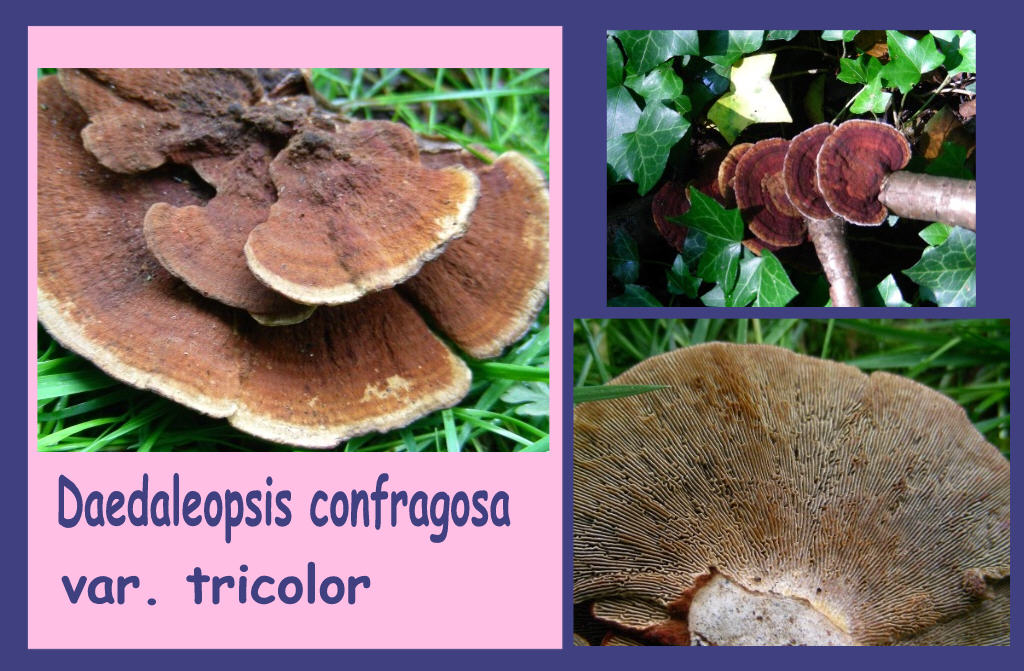 aiuto id (Daedaleopsis confragosa)