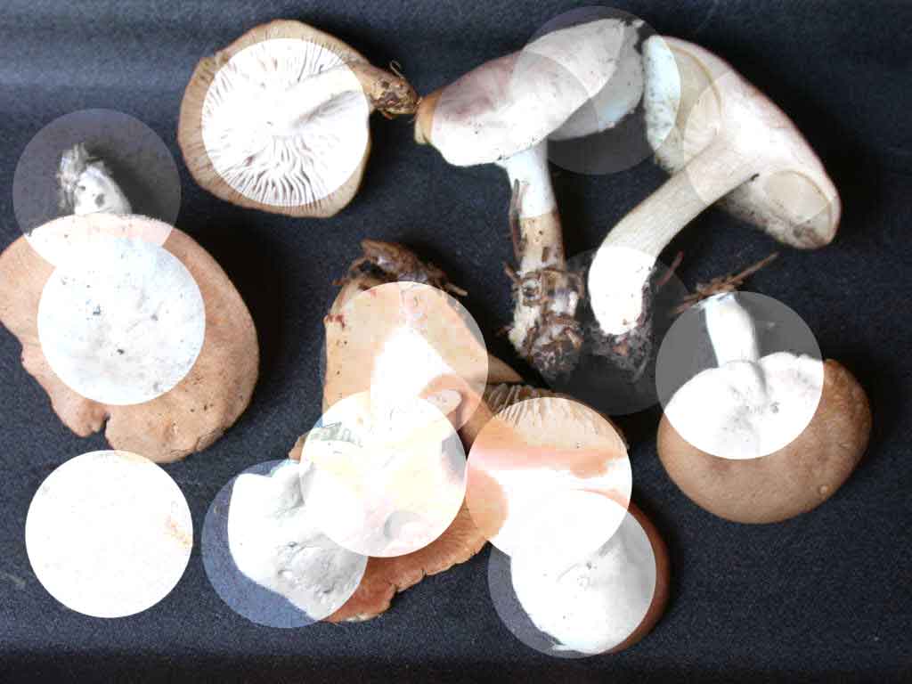 Ci (ri)provo con questo... Quizzzzzzzz