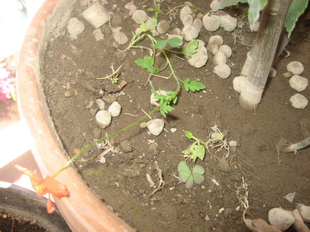 Piantina da identificare. - Papaver cfr. pinnatifidum