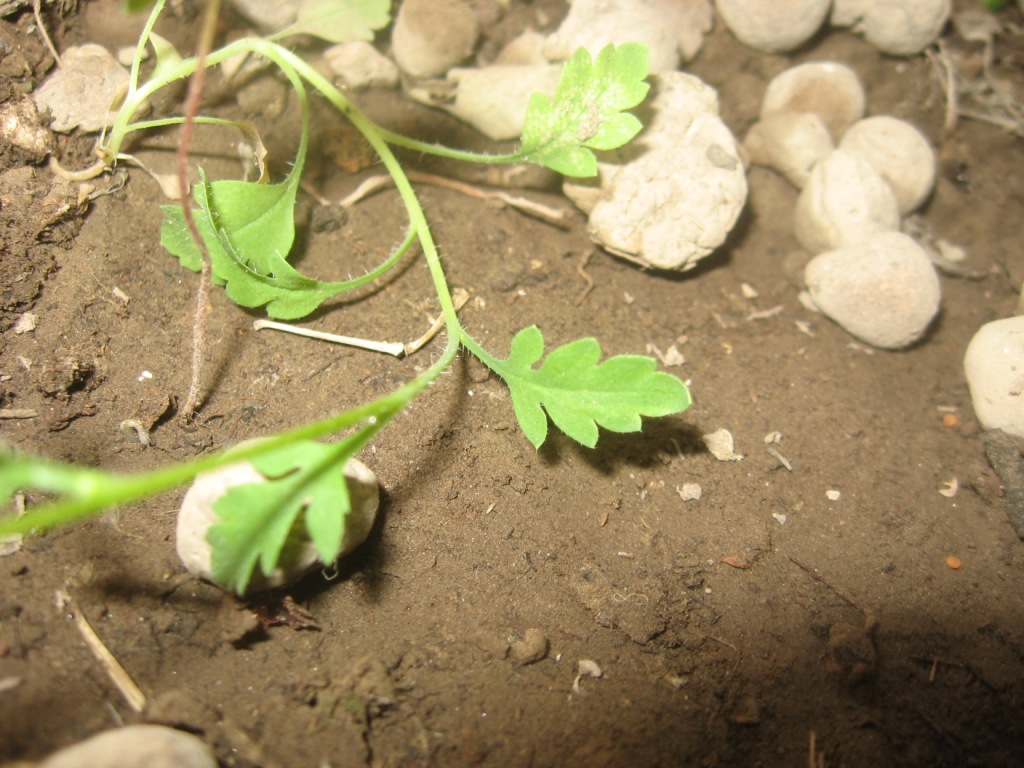 Piantina da identificare. - Papaver cfr. pinnatifidum