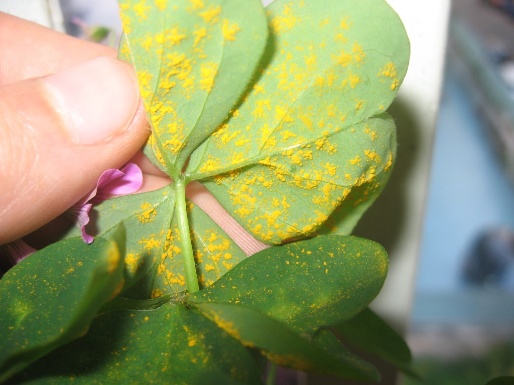 Polvere gialla sulla pagina inferiore di foglie di Oxalis sp