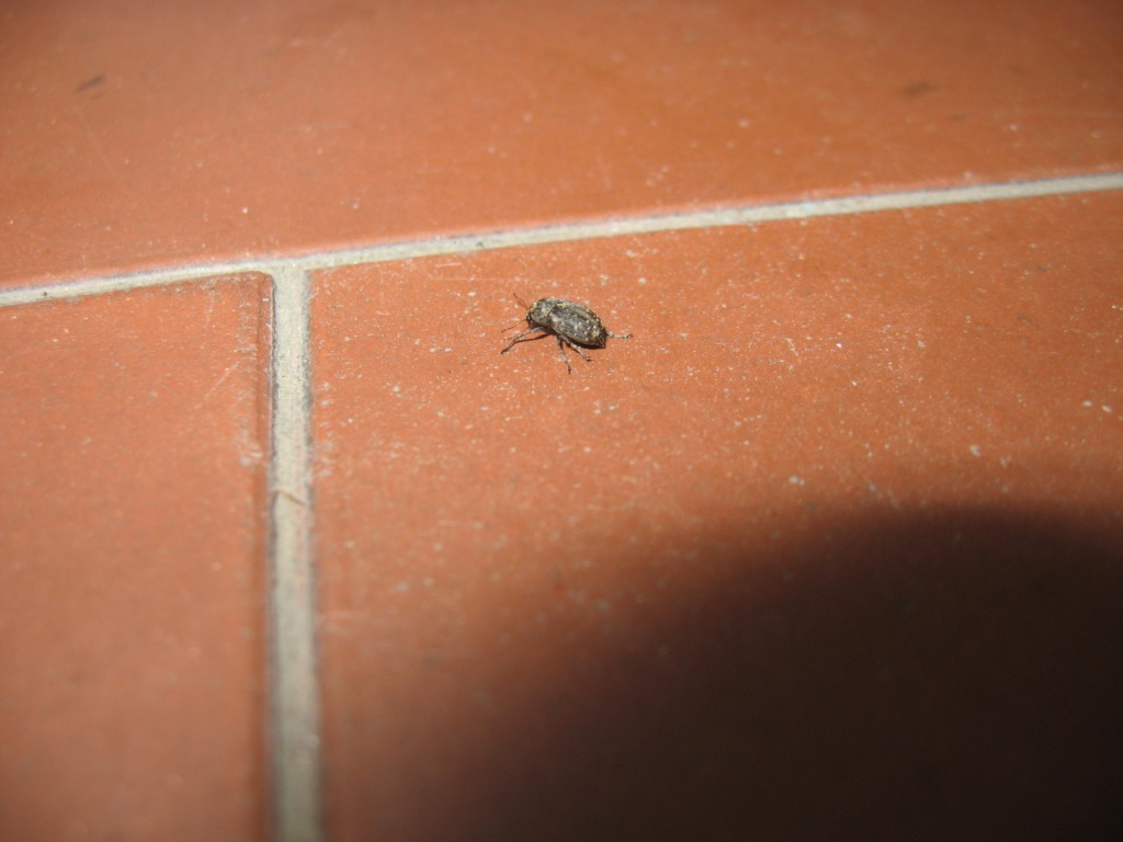 Araecerus fasciculatus (Anthribidae)