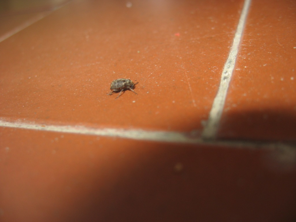 Araecerus fasciculatus (Anthribidae)