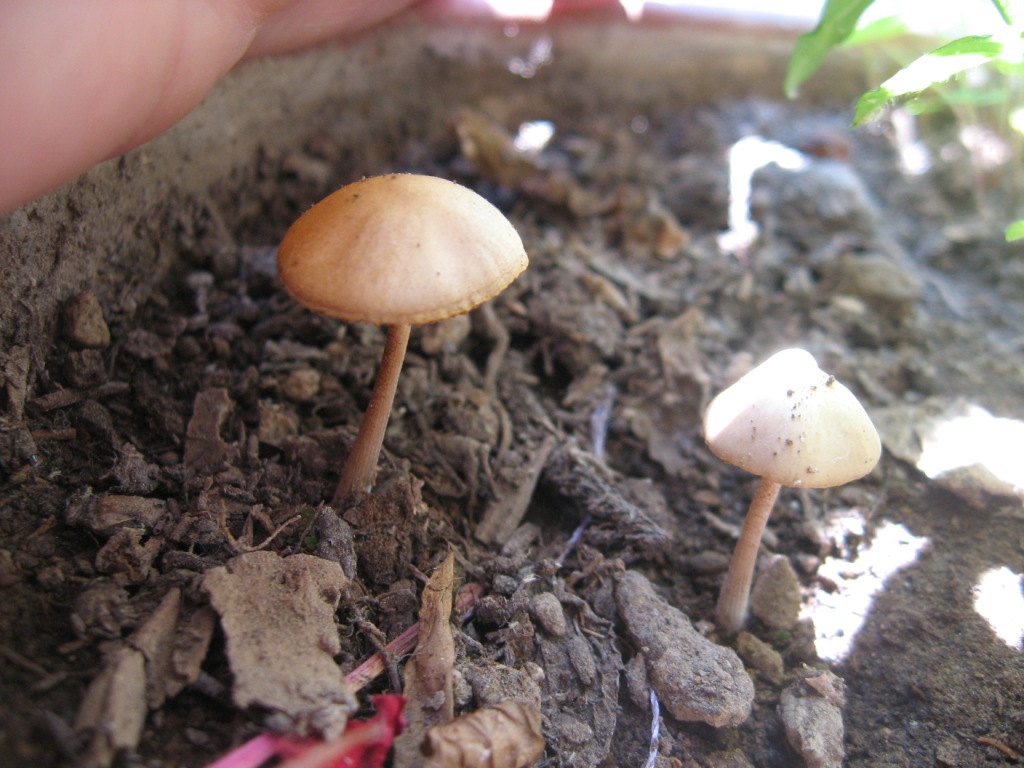 Identificazione funghetti