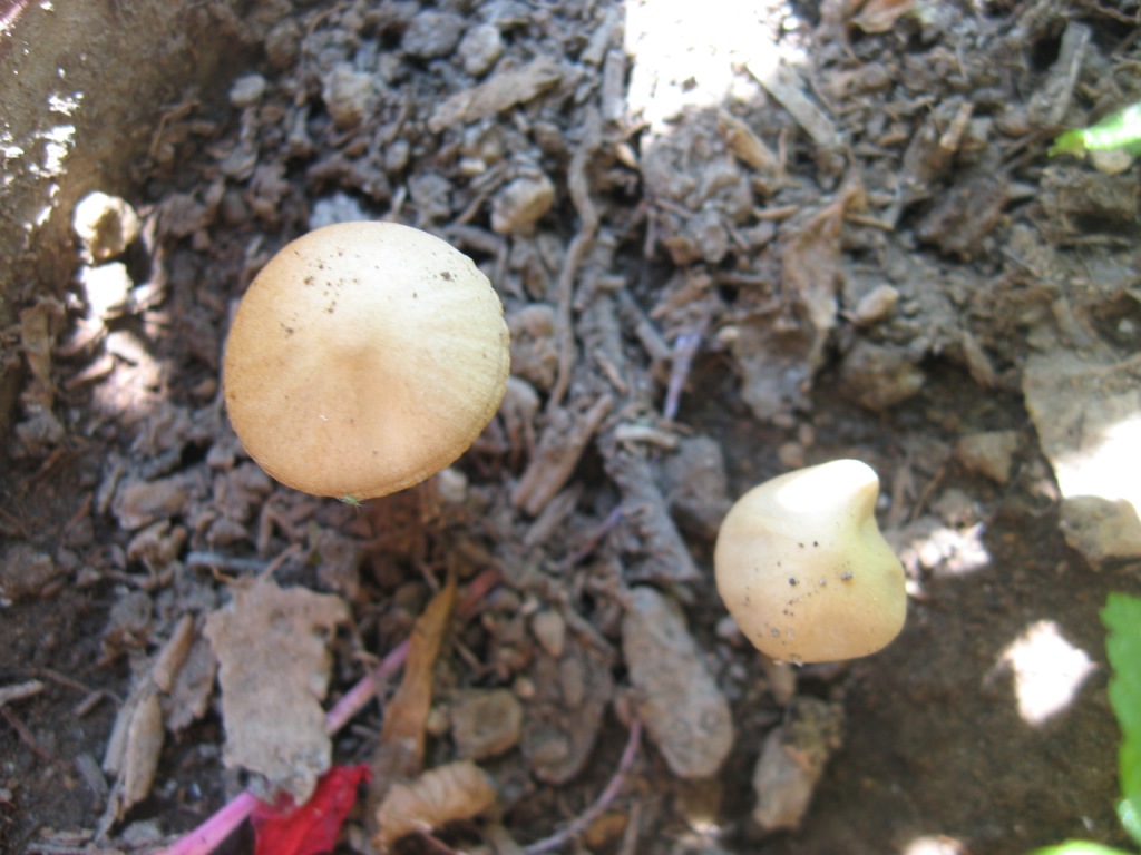 Identificazione funghetti