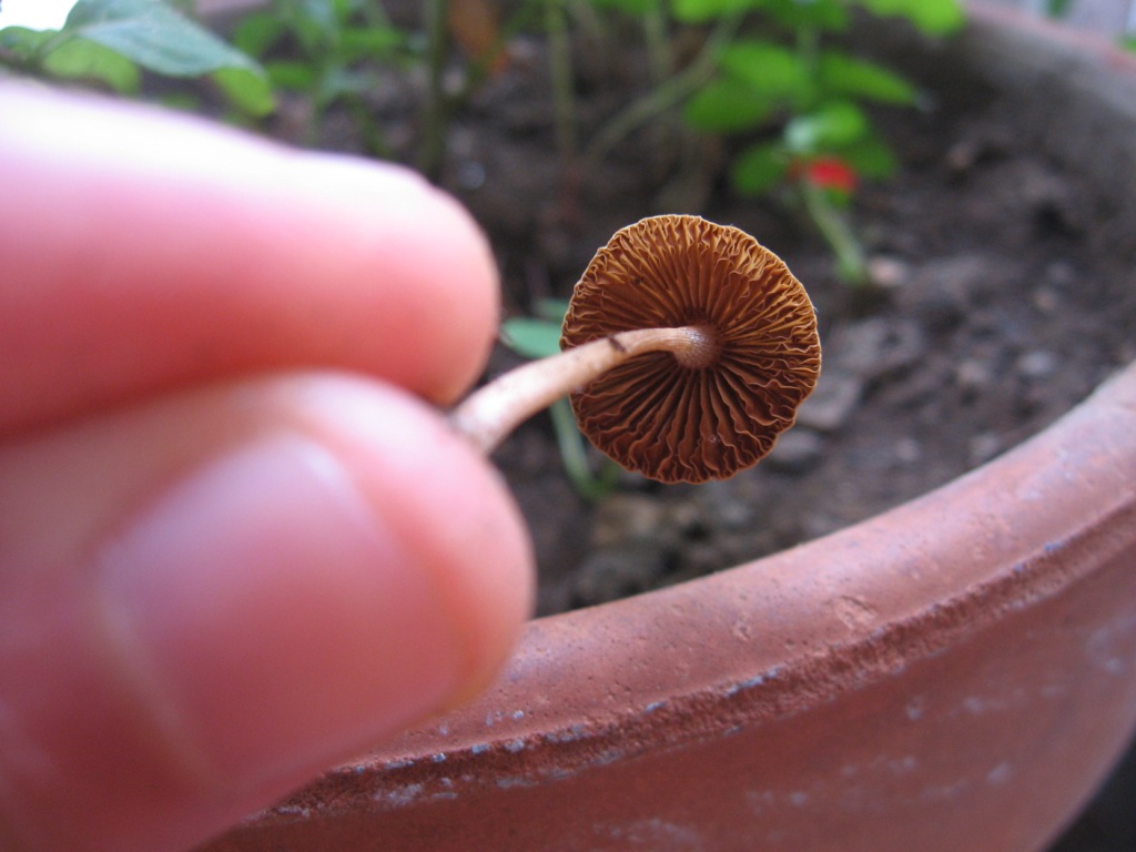 Identificazione funghetti