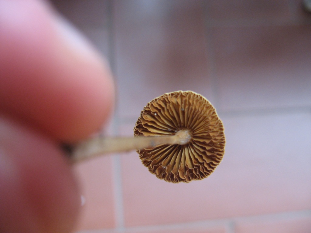 Identificazione funghetti