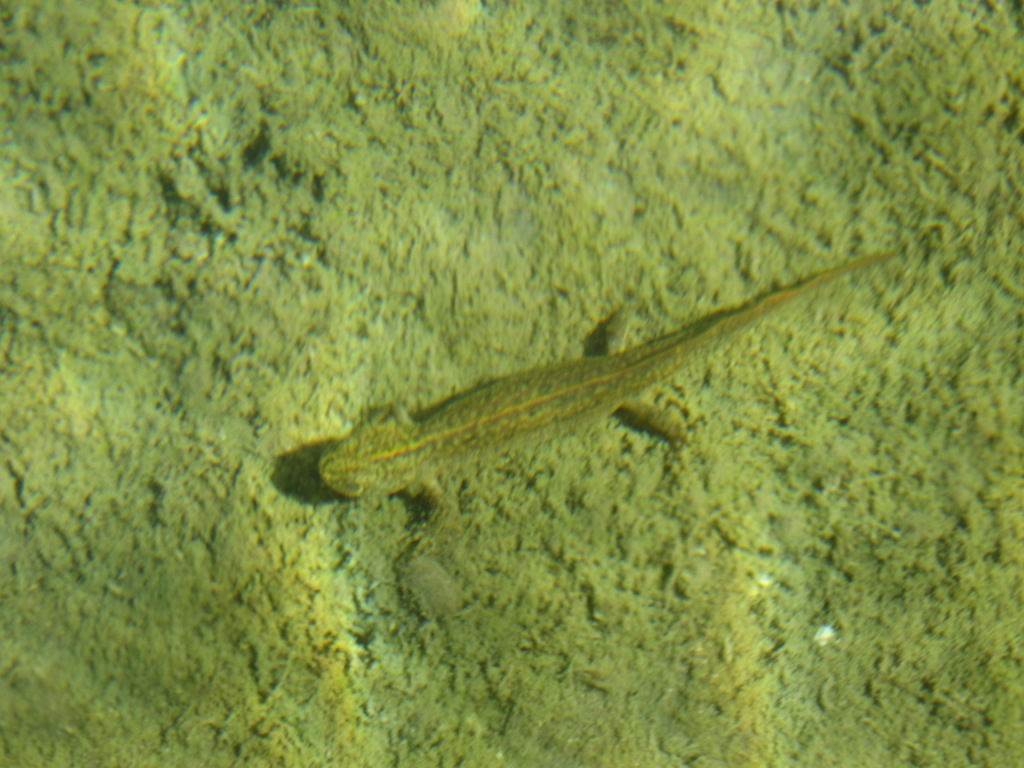 Tritoni dall''Appennino - Triturus carnifex