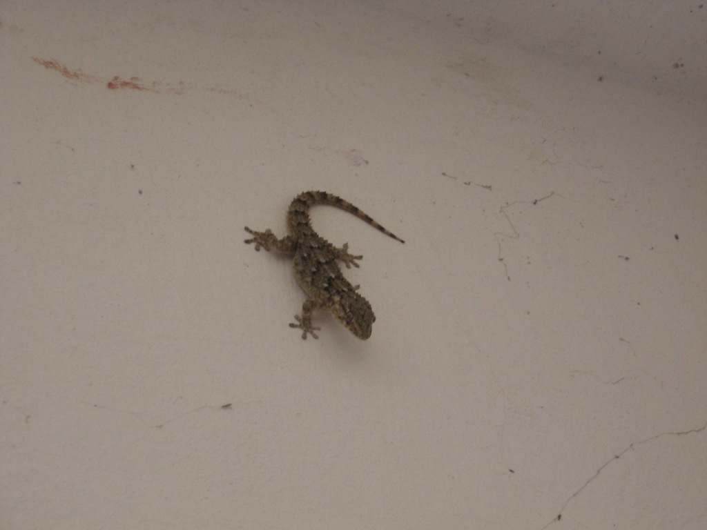 Geco del marocco.  una T. mauritanica?