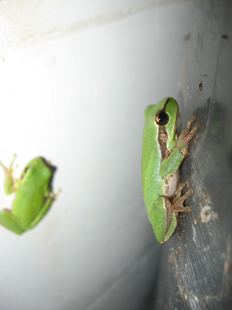 Hyla meridionalis dal Marocco