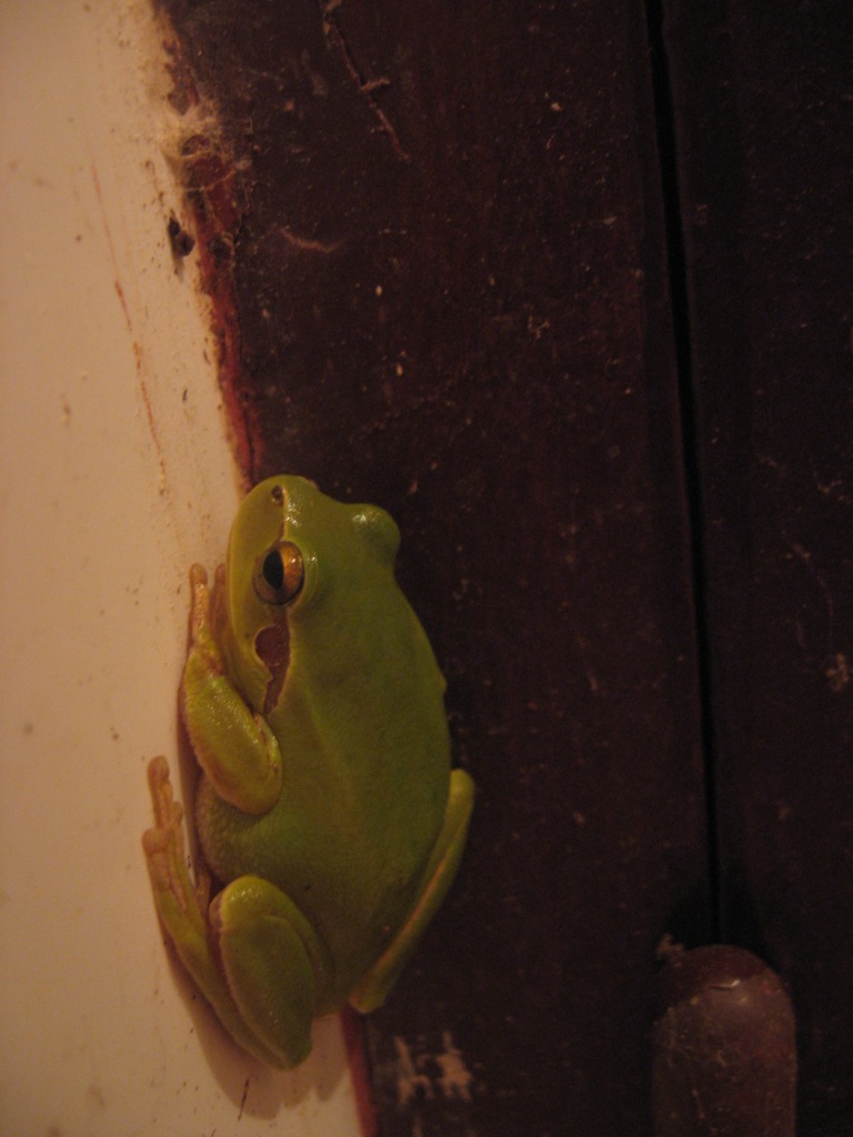 Hyla meridionalis dal Marocco