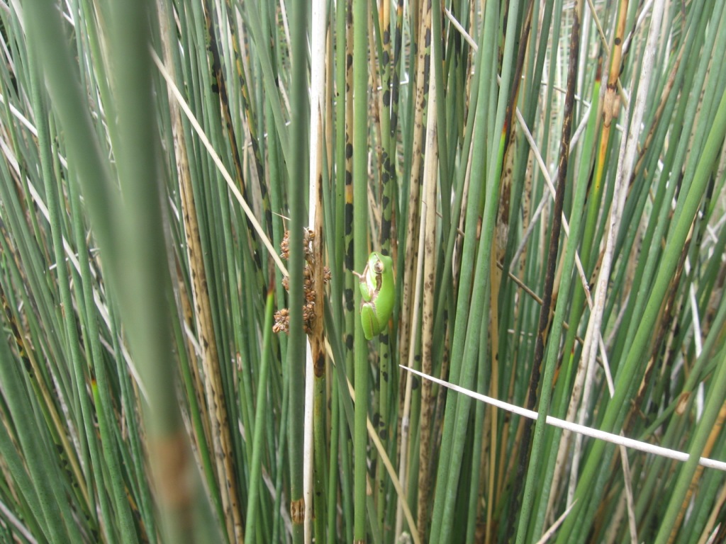 Hyla meridionalis dal Marocco