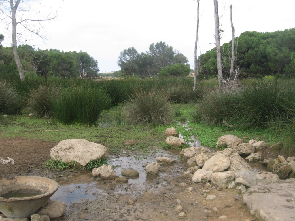 Hyla meridionalis dal Marocco