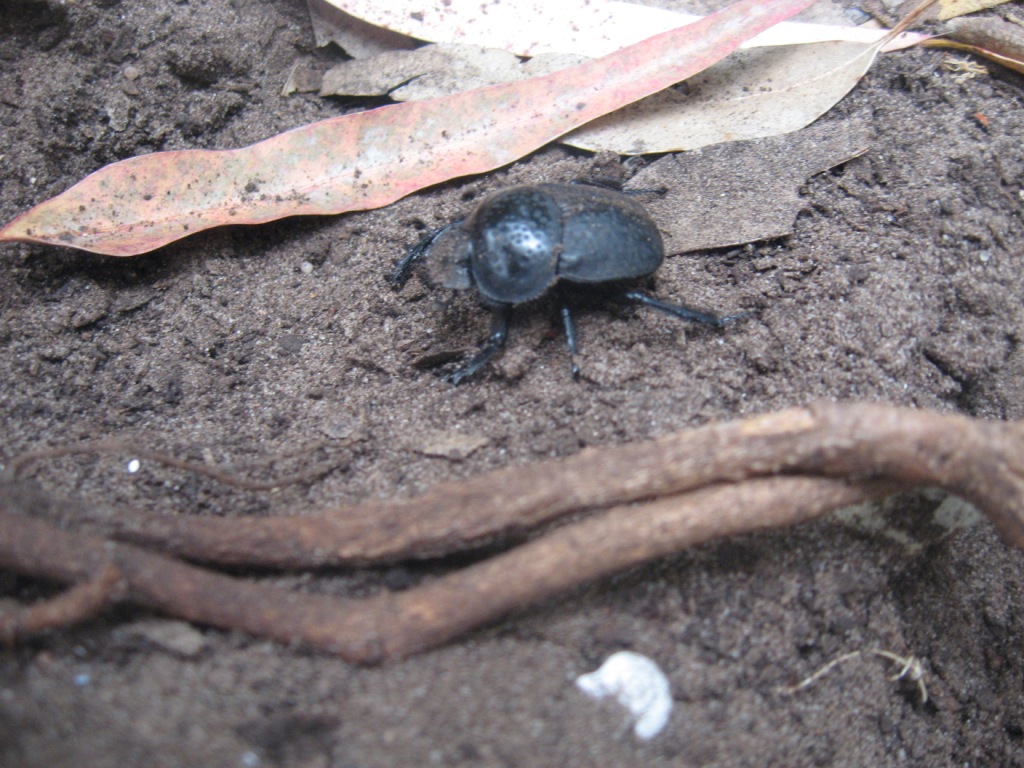 Scarabaeus cicatricosus del Marocco