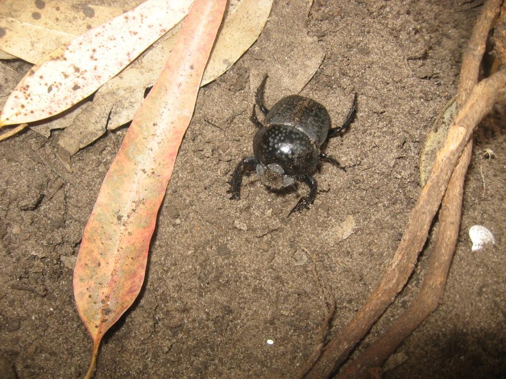 Scarabaeus cicatricosus del Marocco