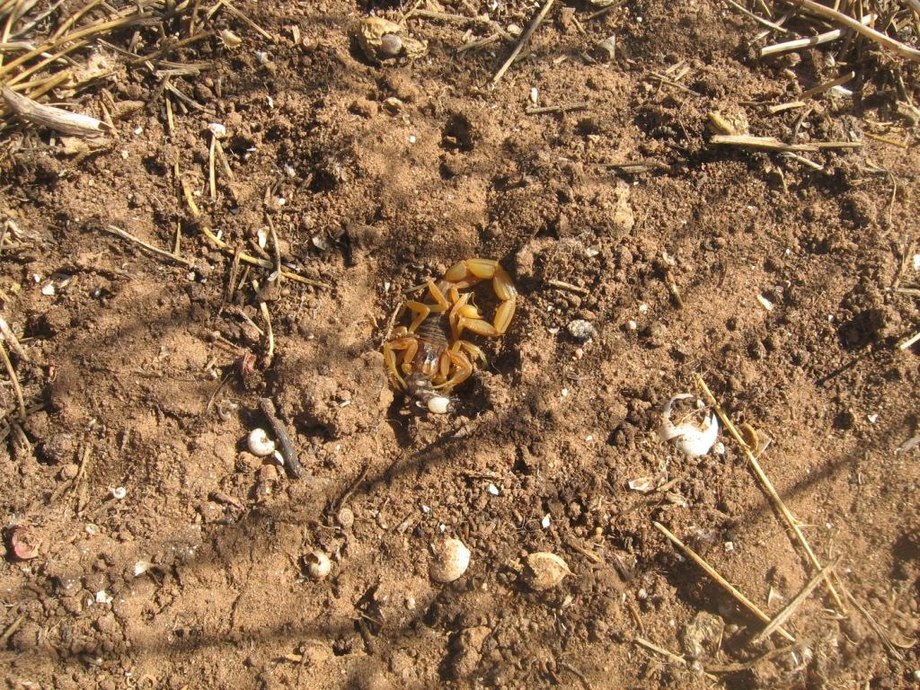 Scorpione del Marocco: Buthus sp.