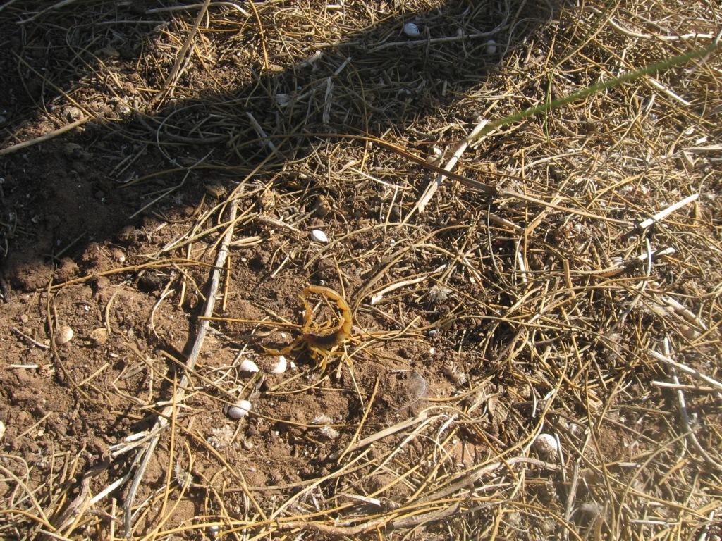 Scorpione del Marocco: Buthus sp.