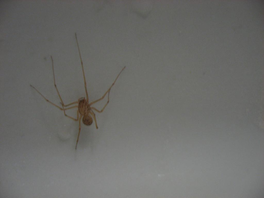 Scytodes sp.