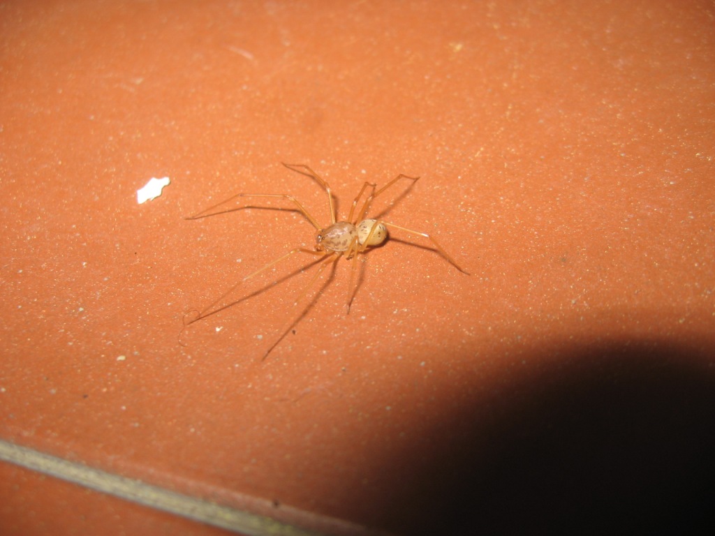 Scytodes sp.
