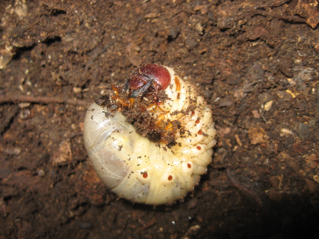 Larva di Oryctes nasicornis