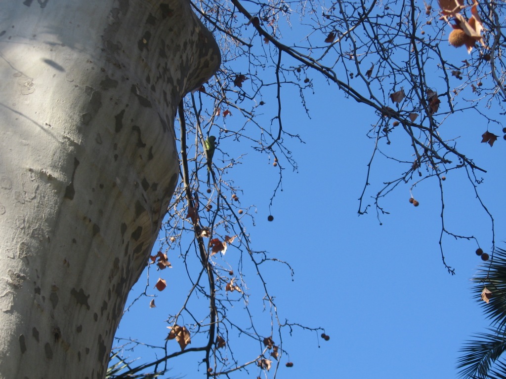 Altro uccello da identificare!