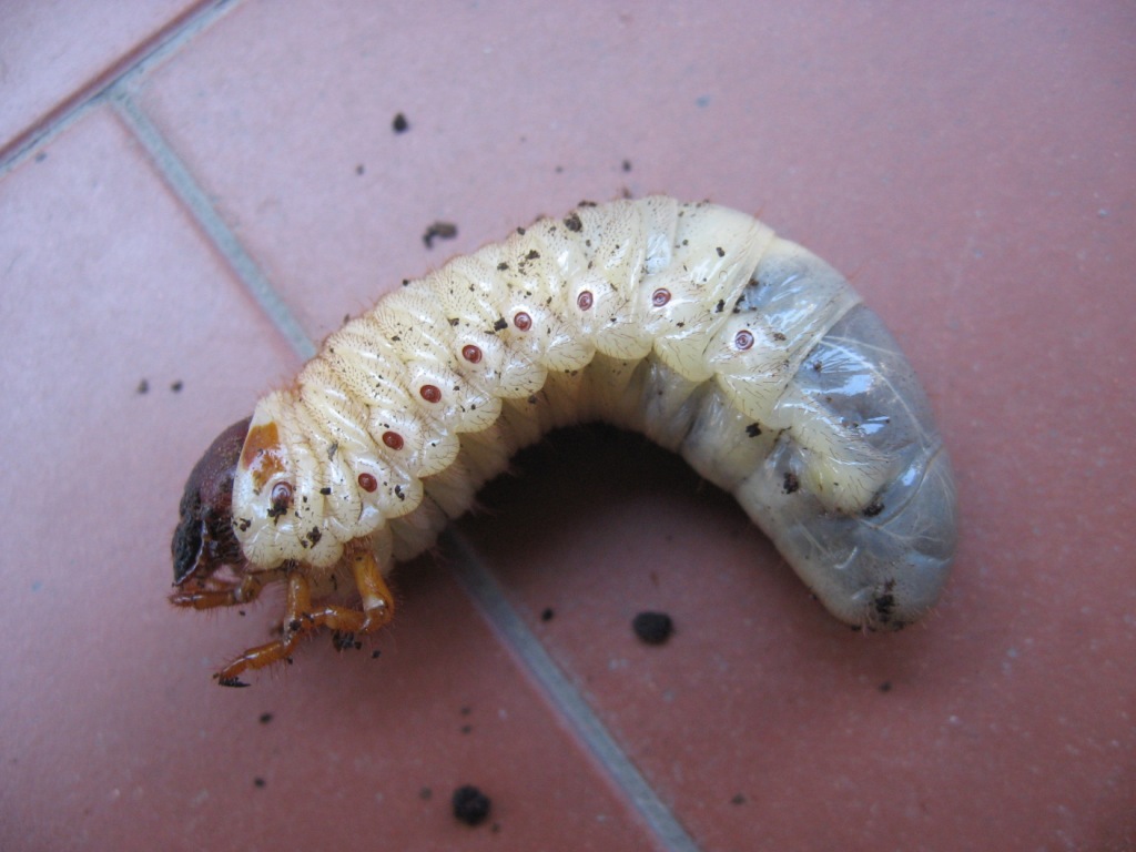 Larva di Oryctes nasicornis