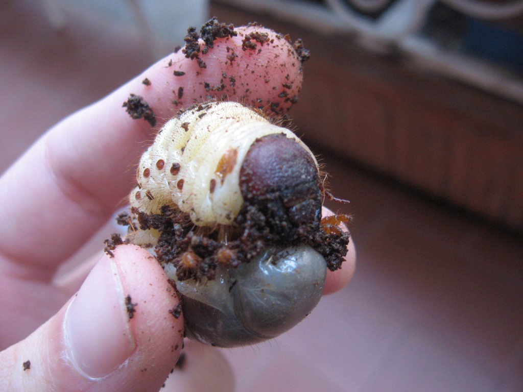 Larva di Oryctes nasicornis