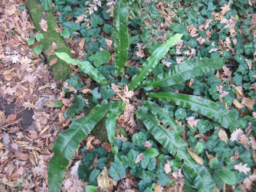 Phyllitis scolopendrium (= Asplenium scolopendrium)