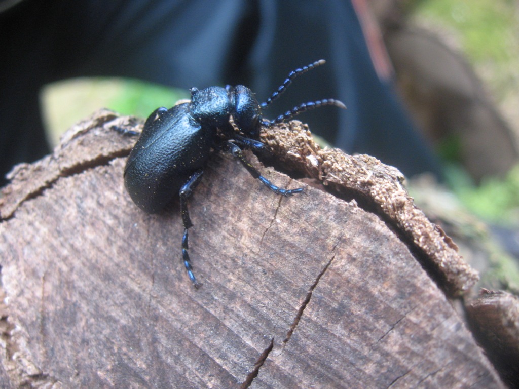 Chrysomelidae blu (?) No, Meloe sp.
