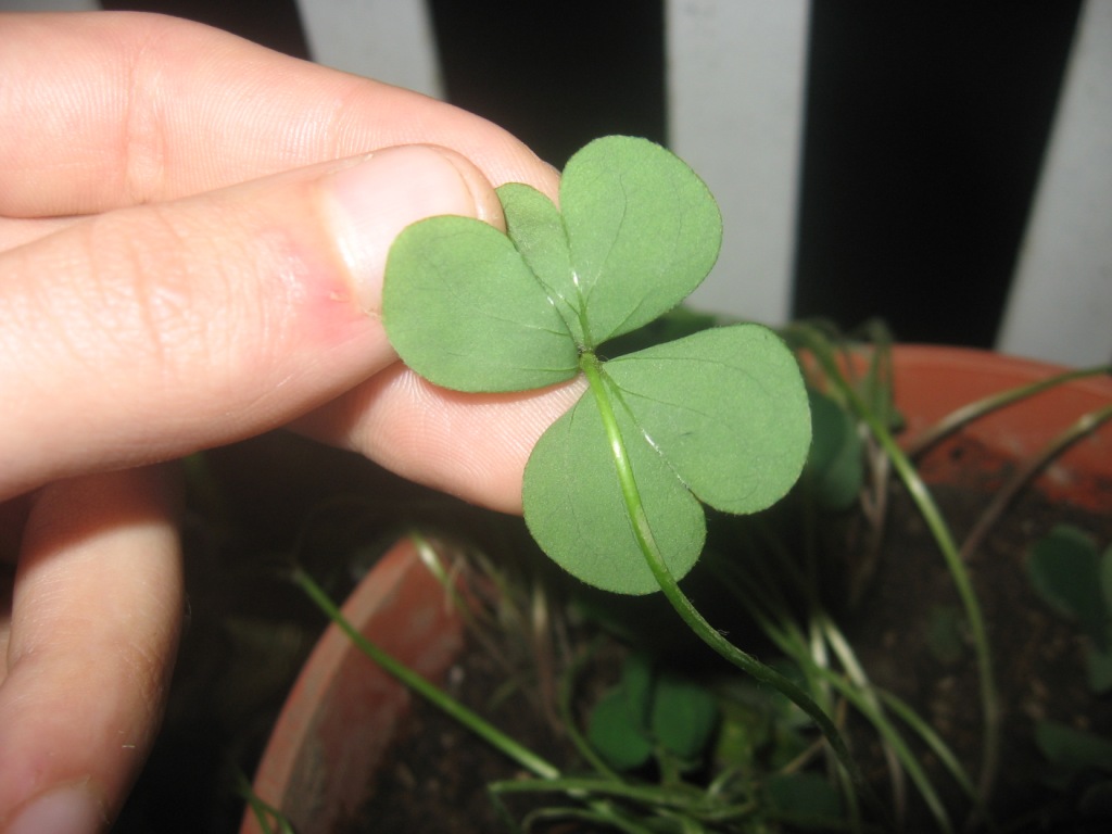Oxalis debilis / Acetosella debole