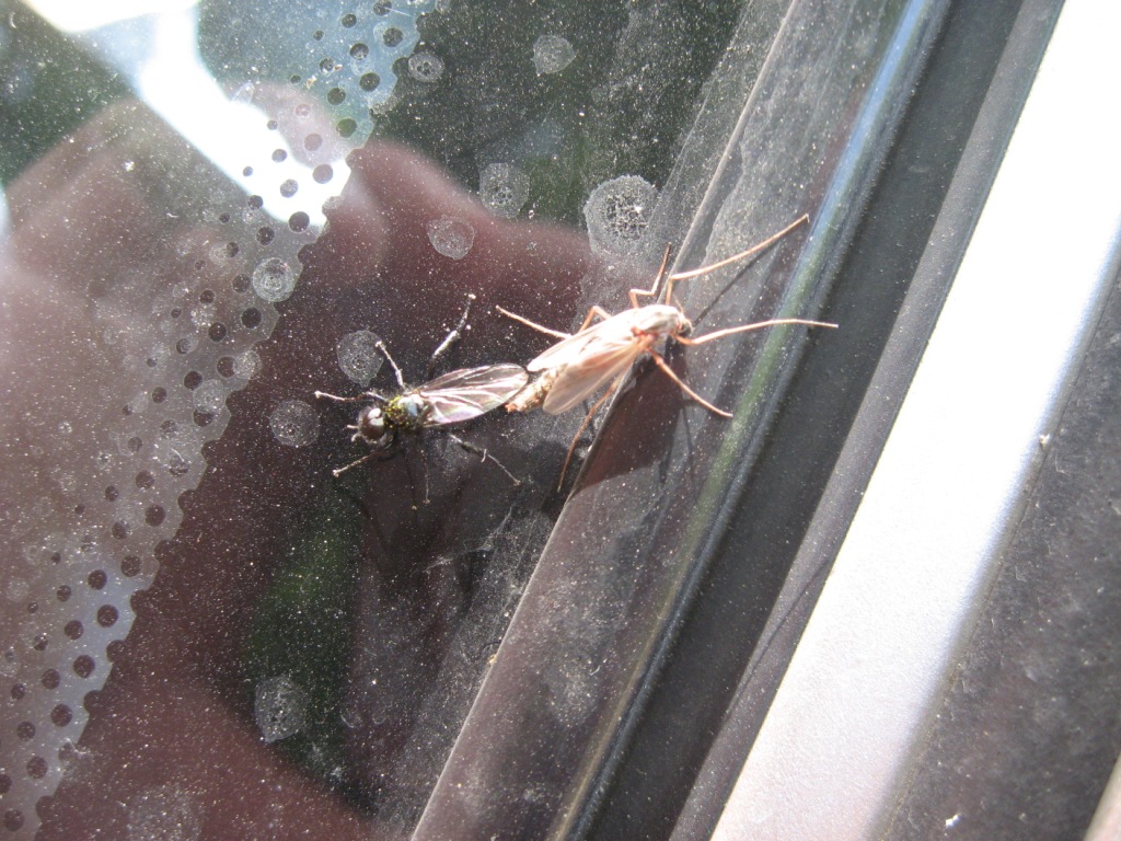 Ditteri da identificare.