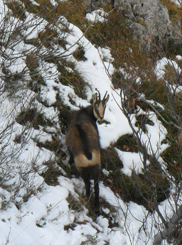 ungulati nelle prealpi comasche