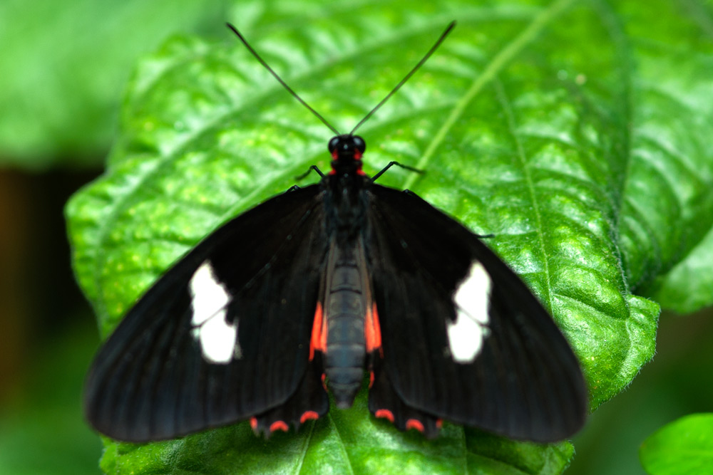 farfalle esotiche da ID - 5