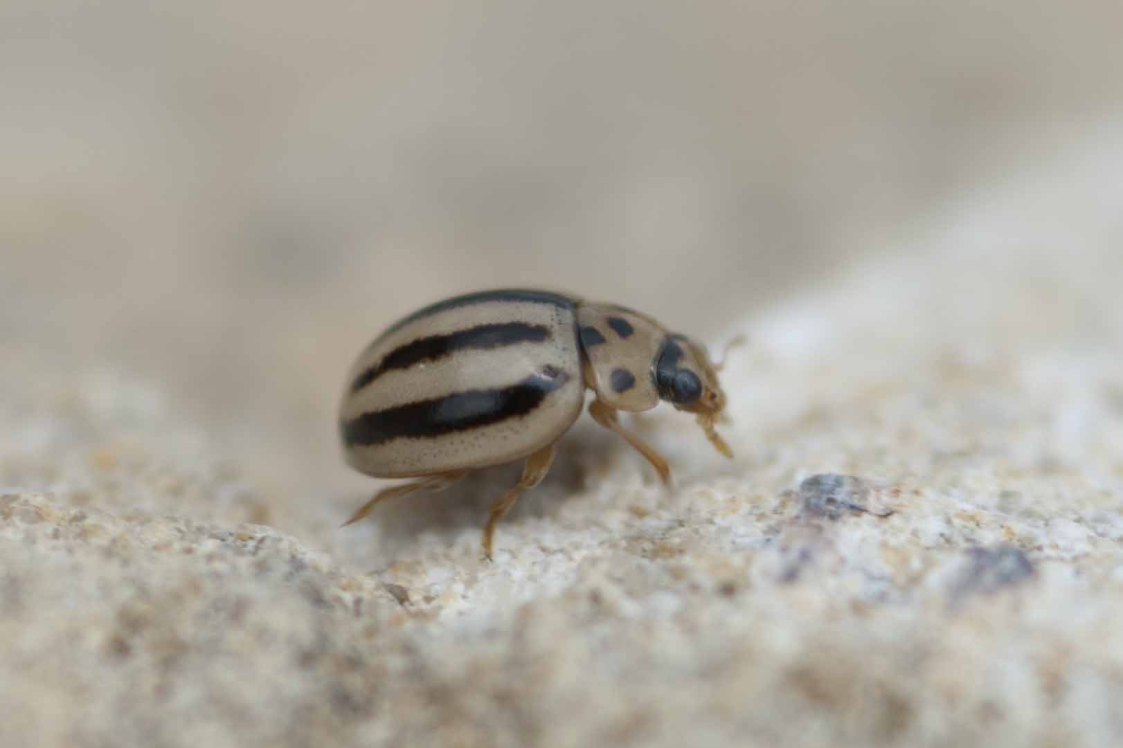 Coccinellidae: Tytthaspis phalerata