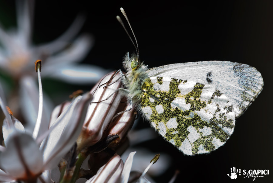 Anthocharis cardamines♀