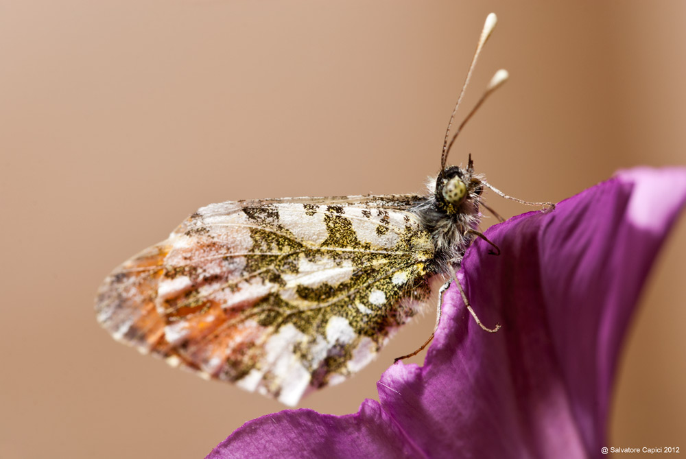 Anthocharis cardamines maschio da confermare