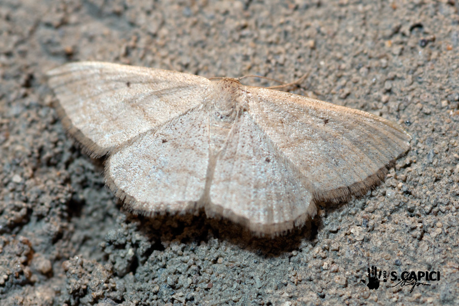 Idaea sp. e poi ???