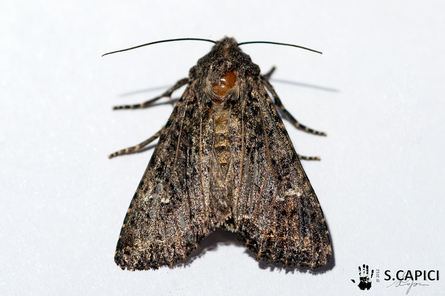 richiesta ID